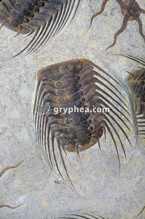 Trilobite, Maroc - gryphea.org